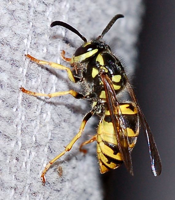 Sicilia: Nido di Vespula Germanica ancora attivo